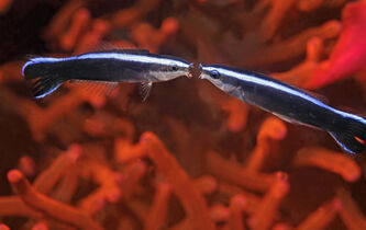 Les poissons sont-ils conscients d’eux-mêmes ?