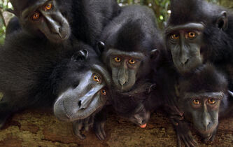 Adam Smith chez les macaques