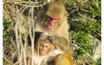 Coopération ou compétition : quel est le ressort de l’évolution ?