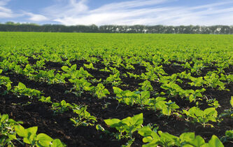 Des épinards bioniques envoient des e-mails pour lutter contre la pollution