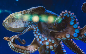 Dans la tête d’un poulpe