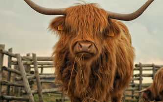 Comment échapper à la rumination collective ?