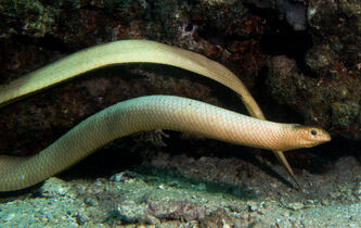 Le serpent de mer et l’homme