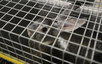 Les grandes étapes philosophiques de la souffrance animale