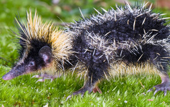 Tenrec zébré, le mammifère qui “vibre” comme un insecte