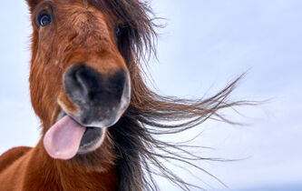 Michel Kreutzer : “Dès que vous accordez à l’animal une forme d’esprit, vous êtes amenés à envisager que ce psychisme peut dysfonctionner”