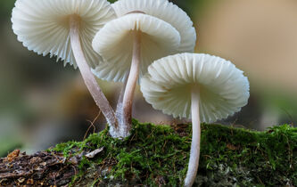 Quel est le meilleur angle d’attaque pour faire face à la crise écologique ?