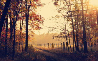 L’automne avec Thoreau, pour apprendre à mourir