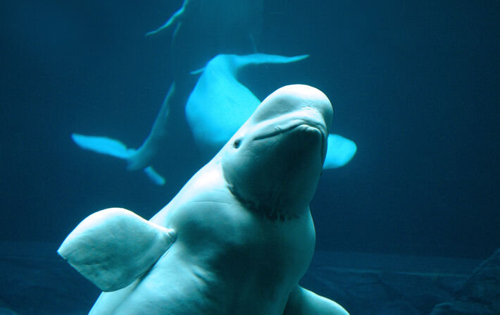 D’où vient la ménopause ?